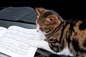 Well, a new study has been finding out what cats really enjoy listening to. Do Cats Like Music