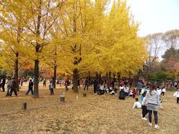 Pada musim luruh, tarikan di sini adalah gingko tree land yang berwarna kuning lembut manakala pada musim bunga pula, anda boleh melihat keindahan cherry nami island handicraft studio dan yu qing cheng's happy garden sculpture gallery adalah antara galeri seni yang unik dan menarik. Nami Island Muhlisinobee