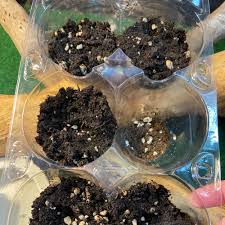 Image result for Dioscorea schimperiana