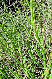 Image result for Salicornia perrieri