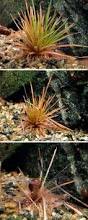 Image result for Eriocaulon africanum