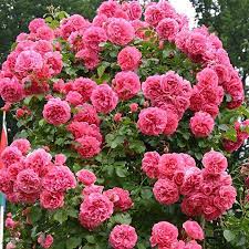 Weitere ideen zu garten schlüter, garten, sträucher. Pin On Garten