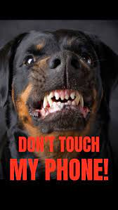 20 Free Dog Wallpapers I Phone And Android 20 Hd Sized Homescreen Wallpaper Dog Pictures Dont Touch My Phone Wallpapers Funny Phone Wallpaper Homescreen Wallpaper