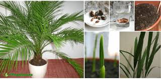 Сорта финиковых пальм, как выращивать дома из саженца. Vyrashivaem Finikovuyu Palmu Phoenix Iz Kostochki Floplants O Komnatnyh Rasteniyah
