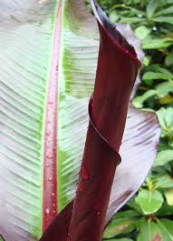 Image result for Ensete ventricosum