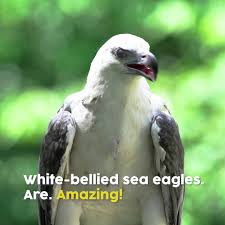 The area is well known for the many se eagles that. Wildlife Reserves Singapore Amazing White Bellied Sea Eagle Facebook