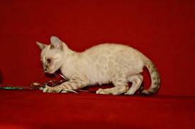 I am an exotic kitten breeder and offer kittens for sale in virginia specializing in: Snow Bengal Kittens For Sale In Indianapolis Indiana Classified Americanlisted Com