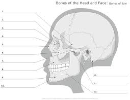 In the following, the most important structures are discussed ordered by their location in the three cranial. Bones Of The Head And Face Unlabeled Example Smartdraw Skull Anatomy Anatomy Bones Anatomy