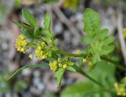 Image result for Rorippa