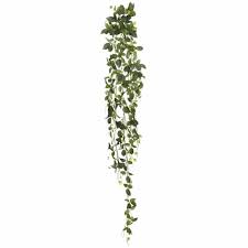 Check spelling or type a new query. Darby Home Co Fittonia Hanging Bush Ivy Plant Reviews Wayfair