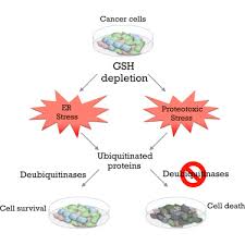 What do the results mean? Deubiquitinases Maintain Protein Homeostasis And Survival Of Cancer Cells Upon Glutathione Depletion Sciencedirect