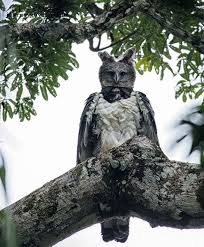 Gambar burung hantu hitam putih untuk kolase terbaik hd. Ini Bukan Orang Pake Kostum Burung Tapi Elang Terbesar Di Dunia Hai