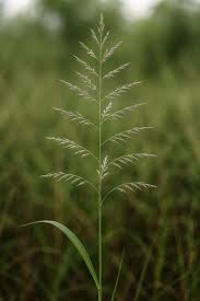 Image result for Leptochloa panicea