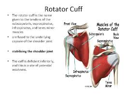 Muscles allow a person to move, speak the muscles account for around 40 percent of a person's weight with the largest muscle in the body being the gluteus maximus in the buttocks. The Back And Scapular Region Dr Mukesh Singla