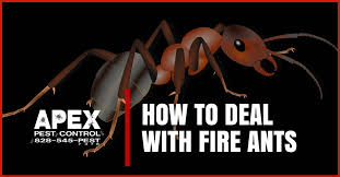 All local ants can be safely controlled and exterminated by all pest control company. 9qjtgbzgs4hzzm
