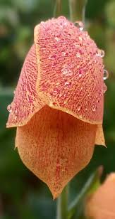 Image result for Triumfetta dekindtiana