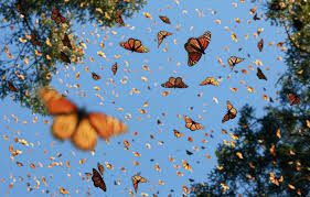 Butterfly patch in 2020 butterfly drawing, aesthetic stickers 8 things to do in valle . Monarch Butterflies By Tim Flach Timflach Animalphotography Butterflies Picture Spring Aesthetic Art