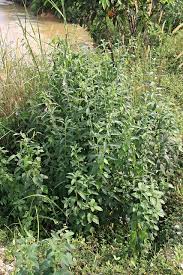 Image result for Sesamum radiatum