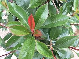 Wählen sie die größe aus dem menü auf der rechten seite passepartout und. Die Rotlaubige Glanzmispel Glanzt Als Hecke Solitargeholz