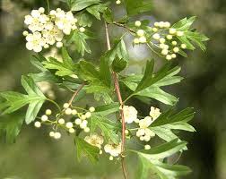 Image result for Hawthorn