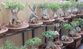 Jenis jenis, gambar, cara menanam dan perawatannya server gambar. Bonsai Kamboja Cara Menanam Cara Menjaga Dan