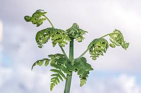 Image result for Histiopteris