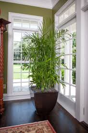 Bamboo Palm Full Size Plants Shipped To Your Door Tropical Plant House Plants Indoor Best Air Purifying Plants Air Purifying House Plants