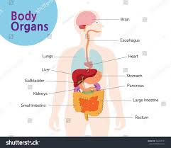 Each organ has a specific role which contributes to the overall wellbeing of the human body. Pictures Of Organs In The Body Koibana Info Human Body Organs Body Organs Body Anatomy Organs
