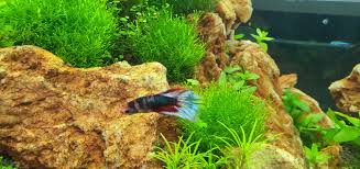 Tesco bulatan kayangan, naza ttdi kondo, honda dan kia showroom, joma dan hrdc Aquascape Paradise Beautify Your Aquascape And Make It Paradise In The Water