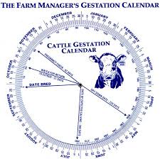 cow gestation calendar