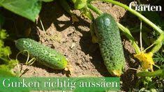 Salat Gurken Aussaen Und Anbauen In 2020 Gurkenpflanze Gurke Gemuse Anpflanzen