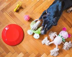 person making a DIY dog toyの画像
