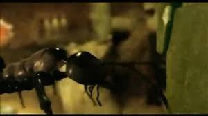 Recommended by the wall street journal. Klip Rammstein Links 2 3 4 Skachat Smotret Onlajn Youix Com