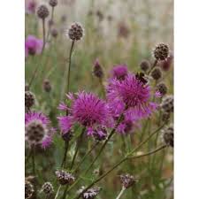 The flowers of ragweed aren't showy, compared to the vivid gold clusters of flowers produced by goldenrod plants. Wild Flower Seeds 100 Bees And Butterfly Mix 100g
