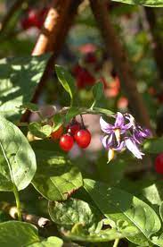 Bittersweet Or Woody Nightshade Nightshade Flower Nightshade Deadly Plants