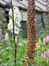 Digitalis Parviflora Milk Chocolate Spanish Foxglove Via M Ogden Chocolate Milk Foxglove Flowers