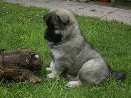 Eurasier puppies from northlakes eurasiers in carlisle, cumbria uk. Pin On Cachorros