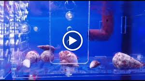 Full setting aquarium ikan hias laut di mulai dengan harga rp. Oceania Reefz Marine Reef Coral Fish Aquarium Aquarium Shop