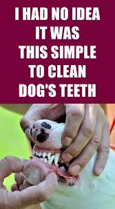 3 Proven Ways To Clean Dog S Teeth Without Brushing Dog Teeth Dog Teeth Cleaning Dog Grooming Tips