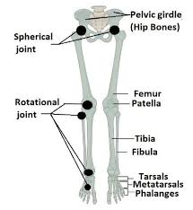 It is located between the elbow joint and the shoulder. Lower Limb Bones With Kinematic Chain The Hip Movement Is Described Download Scientific Diagram