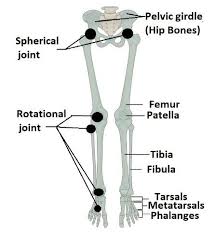 Knee human anatomy function parts conditions treatments. Lower Limb Bones With Kinematic Chain The Hip Movement Is Described Download Scientific Diagram