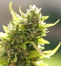 You can easily use an hps grow light from seed to harvest. The Ideal Marijuana Grow Light Setup Grow Light Central