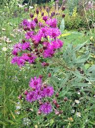 Image result for Vernonia centaureoides