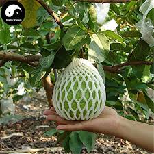 Image result for Psidium guajava