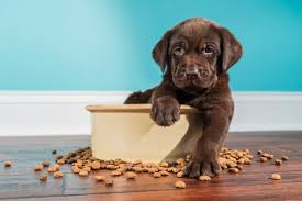 Maybe you would like to learn more about one of these? National Puppy Day 2021