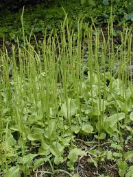 Image result for Ophioglossaceae