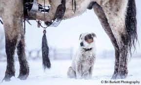 Pin By David Yaxley Ravenswood Land On Art Western Cowboy Artists Horses Horse Care