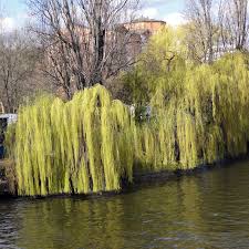 Alba ), which is characterized by yellow, pendulous twigs; Salix Alba