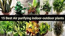 15 Best Air purifying plants (for Indoor/outdoor) Classified to ...