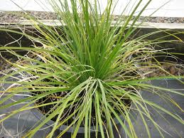 Image result for Xerophyta suaveolens